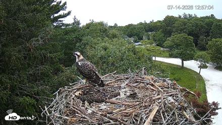 Mashpee Natl. Wildlife Refuge Live Osprey Cam - Jul 14, 2026, 12:58pm EDT