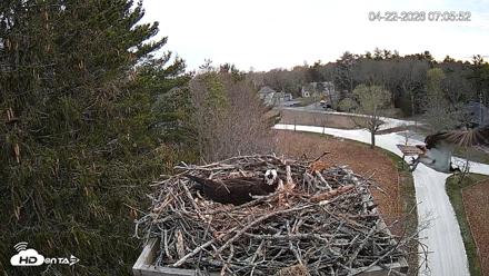 Mashpee Natl. Wildlife Refuge Live Osprey Cam - Apr 22, 2026, 7:21am EDT