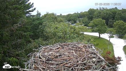 Mashpee Natl. Wildlife Refuge Live Osprey Cam - Jul 22, 2026, 11:37am EDT