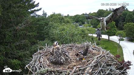 Mashpee Natl. Wildlife Refuge Live Osprey Cam - Jun 26, 2026, 3:03pm EDT