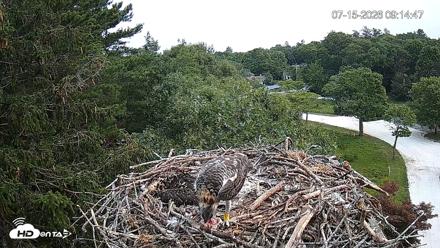 Mashpee Natl. Wildlife Refuge Live Osprey Cam - Jul 15, 2026, 9:15am EDT