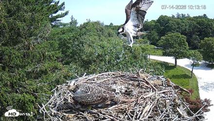 Mashpee Natl. Wildlife Refuge Live Osprey Cam - Jul 14, 2026, 10:14am EDT