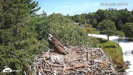 Mashpee Natl. Wildlife Refuge Live Osprey Cam - Aug 8, 2026, 10:07am EDT