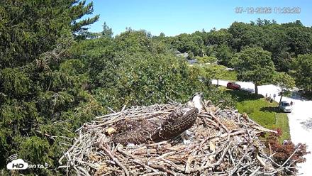 Mashpee Natl. Wildlife Refuge Live Osprey Cam - Jul 12, 2026, 11:34am EDT