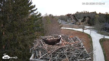 Mashpee Natl. Wildlife Refuge Live Osprey Cam - Apr 22, 2026, 7:18am EDT