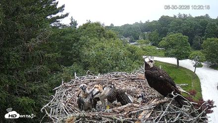 Mashpee Natl. Wildlife Refuge Live Osprey Cam - Jun 30, 2026, 10:20am EDT