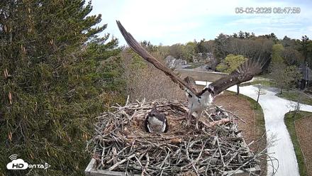 Mashpee Natl. Wildlife Refuge Live Osprey Cam - May 2, 2026, 9:03am EDT