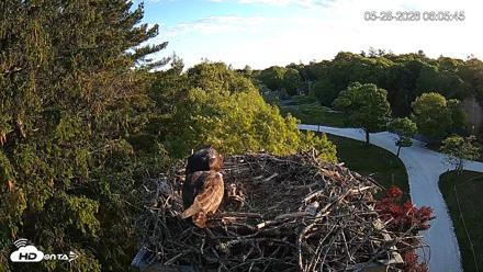 Mashpee Natl. Wildlife Refuge Live Osprey Cam - May 28, 2026, 6:05am EDT