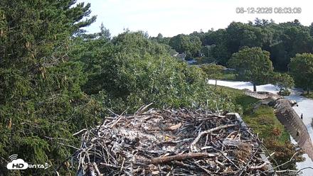 Mashpee Natl. Wildlife Refuge Live Osprey Cam - Aug 12, 2026, 8:02am EDT