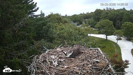Mashpee Natl. Wildlife Refuge Live Osprey Cam - Aug 3, 2026, 2:28pm EDT