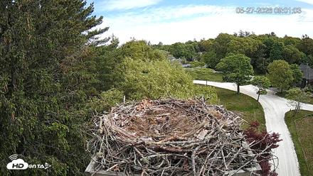 Mashpee Natl. Wildlife Refuge Live Osprey Cam - May 27, 2026, 9:00am EDT