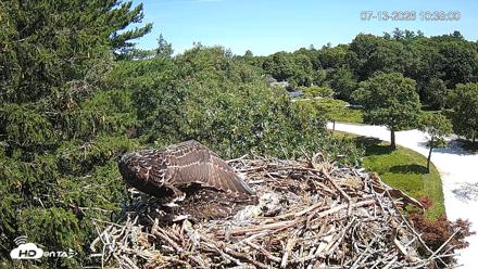 Mashpee Natl. Wildlife Refuge Live Osprey Cam - Jul 13, 2026, 10:39am EDT