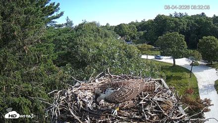 Mashpee Natl. Wildlife Refuge Live Osprey Cam - Aug 4, 2026, 8:32am EDT