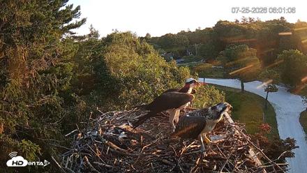 Mashpee Natl. Wildlife Refuge Live Osprey Cam - Jul 25, 2026, 6:21am EDT