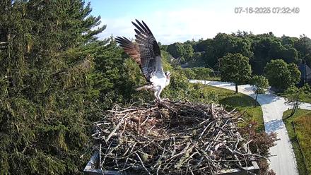 Mashpee Natl. Wildlife Refuge Live Osprey Cam - Jul 16, 2025, 7:55am EDT