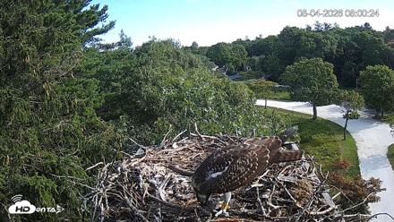 Mashpee Natl. Wildlife Refuge Live Osprey Cam - Aug 4, 2026, 8:00am EDT
