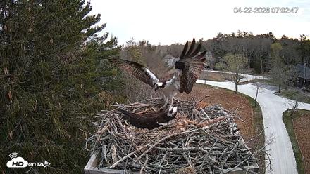 Mashpee Natl. Wildlife Refuge Live Osprey Cam - Apr 22, 2026, 7:19am EDT