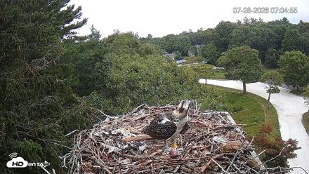 Mashpee Natl. Wildlife Refuge Live Osprey Cam - Jul 28, 2026, 7:05am EDT