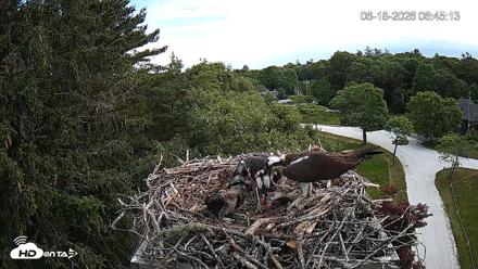 Mashpee Natl. Wildlife Refuge Live Osprey Cam - Jun 18, 2026, 6:45am EDT
