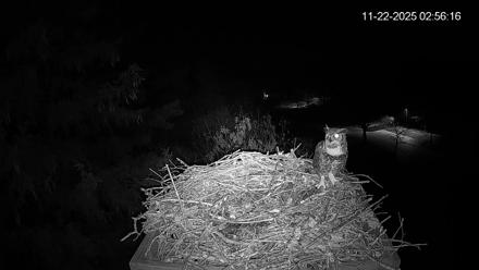 Mashpee Natl. Wildlife Refuge Live Osprey Cam - Nov 22, 2025, 6:10am EST