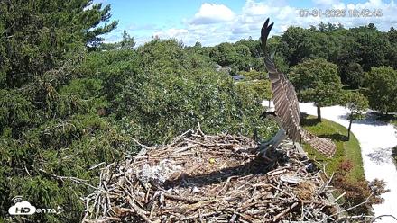 Mashpee Natl. Wildlife Refuge Live Osprey Cam - Jul 31, 2026, 11:07am EDT