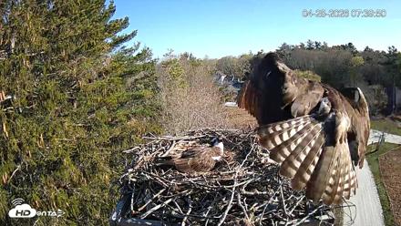 Mashpee Natl. Wildlife Refuge Live Osprey Cam - Apr 28, 2026, 7:43am EDT