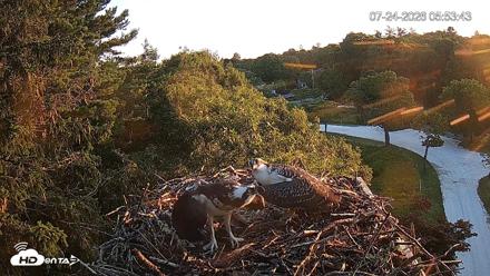 Mashpee Natl. Wildlife Refuge Live Osprey Cam - Jul 24, 2026, 5:54am EDT