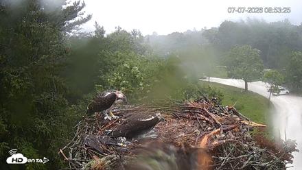 Mashpee Natl. Wildlife Refuge Live Osprey Cam - Jul 7, 2026, 8:54am EDT