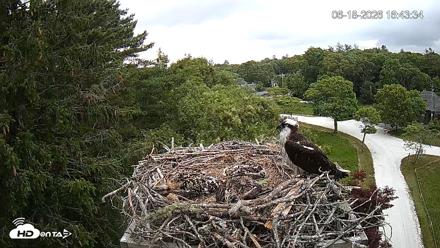 Mashpee Natl. Wildlife Refuge Live Osprey Cam - Jun 18, 2026, 4:43pm EDT