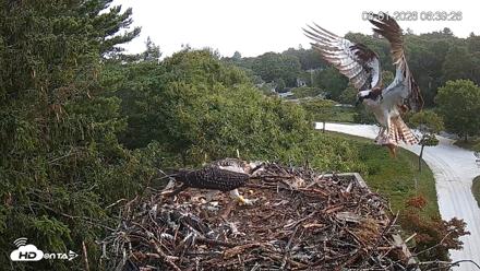 Mashpee Natl. Wildlife Refuge Live Osprey Cam - Aug 1, 2026, 11:31am EDT