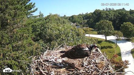 Mashpee Natl. Wildlife Refuge Live Osprey Cam - Aug 7, 2026, 9:11am EDT