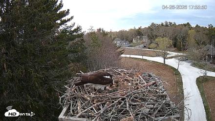 Mashpee Natl. Wildlife Refuge Live Osprey Cam - Apr 26, 2026, 6:12pm EDT