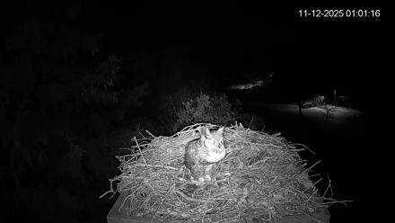 Mashpee Natl. Wildlife Refuge Live Osprey Cam - Nov 12, 2025, 1:01am EST