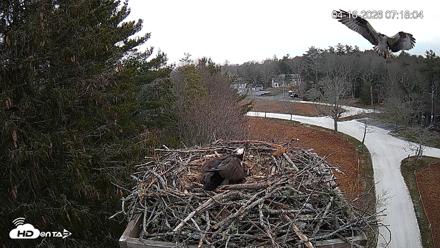 Mashpee Natl. Wildlife Refuge Live Osprey Cam - Apr 16, 2026, 9:54am EDT