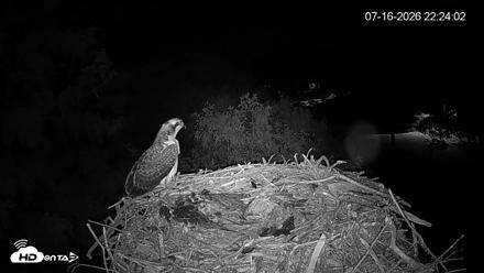 Mashpee Natl. Wildlife Refuge Live Osprey Cam - Jul 16, 2026, 10:24pm EDT