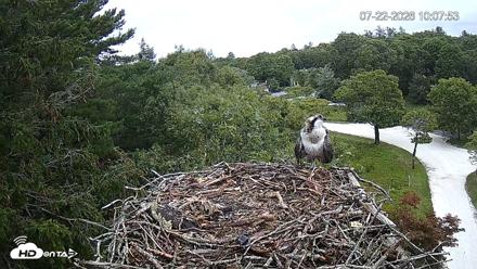 Mashpee Natl. Wildlife Refuge Live Osprey Cam - Jul 22, 2026, 10:08am EDT