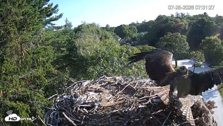 Mashpee Natl. Wildlife Refuge Live Osprey Cam - Jul 25, 2026, 7:31am EDT