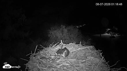Mashpee Natl. Wildlife Refuge Live Osprey Cam - Aug 7, 2026, 1:18am EDT