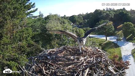 Mashpee Natl. Wildlife Refuge Live Osprey Cam - Jul 20, 2026, 7:23am EDT