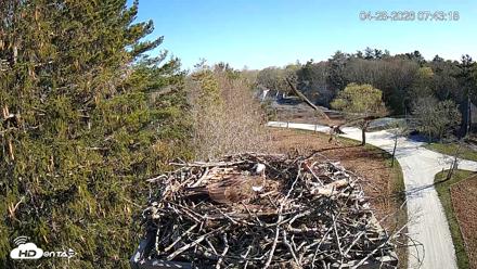 Mashpee Natl. Wildlife Refuge Live Osprey Cam - Apr 28, 2026, 7:44am EDT