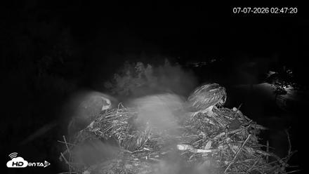 Mashpee Natl. Wildlife Refuge Live Osprey Cam - Jul 7, 2026, 2:48am EDT