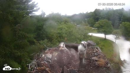 Mashpee Natl. Wildlife Refuge Live Osprey Cam - Jul 30, 2026, 6:48am EDT
