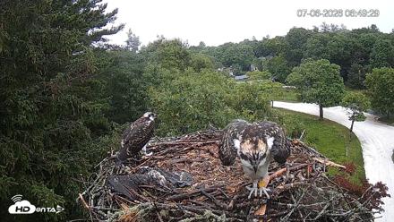 Mashpee Natl. Wildlife Refuge Live Osprey Cam - Jul 6, 2026, 6:49am EDT