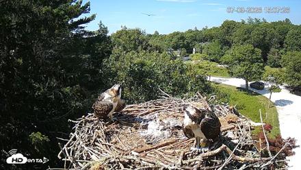 Mashpee Natl. Wildlife Refuge Live Osprey Cam - Jul 9, 2026, 3:14pm EDT