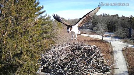 Mashpee Natl. Wildlife Refuge Live Osprey Cam - Mar 25, 2026, 8:39am EDT