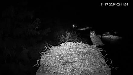 Mashpee Natl. Wildlife Refuge Live Osprey Cam - Nov 17, 2025, 8:32am EST