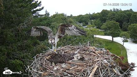 Mashpee Natl. Wildlife Refuge Live Osprey Cam - Jul 14, 2026, 1:06pm EDT