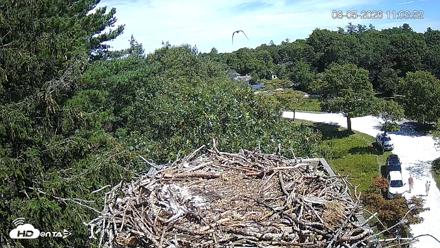 Mashpee Natl. Wildlife Refuge Live Osprey Cam - Aug 5, 2026, 11:07am EDT