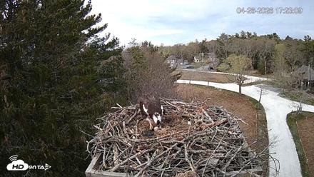 Mashpee Natl. Wildlife Refuge Live Osprey Cam - Apr 26, 2026, 6:06pm EDT