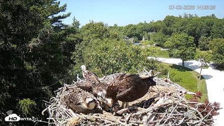 Mashpee Natl. Wildlife Refuge Live Osprey Cam - Jul 2, 2026, 2:08pm EDT